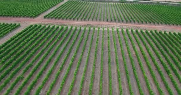 Campo Italiano Fazendas Bonitas e Vinhedos Vista Aérea Bonita. Agricultura Plantação Uvas Vinha Vinha Itália. — Vídeo de Stock