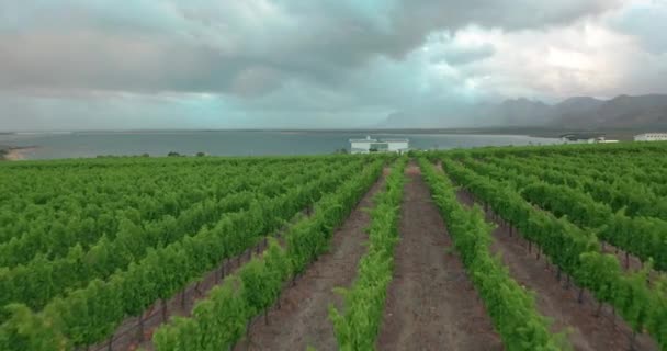 Hava görüntüsü. Güney Afrika 'daki üzüm bağları. — Stok video
