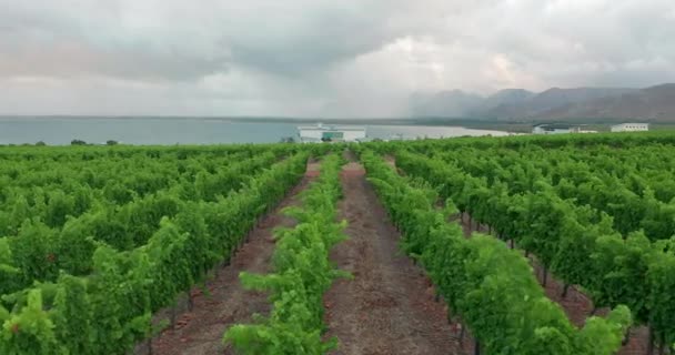 Campo italiano Hermosas granjas y viñedos Hermosa vista aérea. Agricultura Plantación Uvas Viña Viña Italia. — Vídeos de Stock