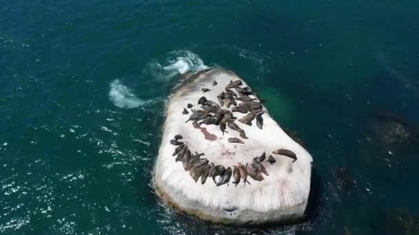 Le foche su roccia, habitat naturale. Vista aerea. — Video Stock