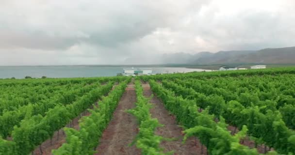 Letecký pohled. Vinařská farma ve Stellenbosch, Jihoafrická republika. — Stock video
