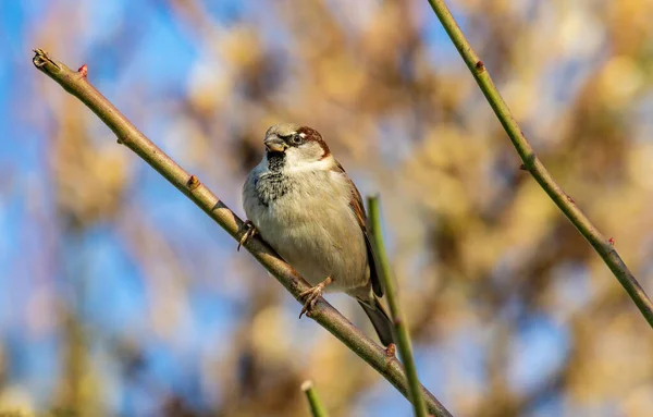 Sparrow Sunbathes Branch Winter — Stock Photo, Image