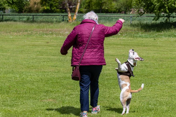 Młody Oldenglisch Bulldog Zabawia Się Właścicielem — Zdjęcie stockowe