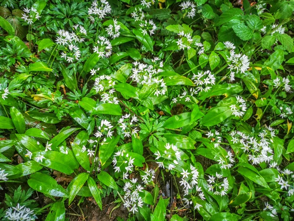 Blooming Wild Garlic Forest — Stock Photo, Image