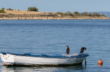Hırvatistan 'da deniz kenarında bir balıkçı teknesinde Komoran