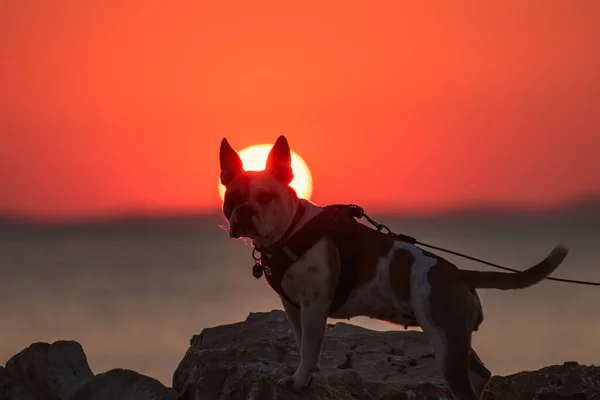 Buldog Zachodzie Słońca Wyspie Chorwacji — Zdjęcie stockowe