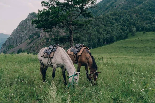 Horses Graze Green Meadow Backdrop Mountains — Stock Photo, Image
