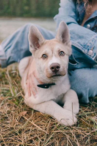 Husky Szczeniak Jesiennym Lesie — Zdjęcie stockowe