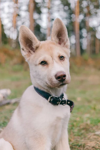 Sonbahar ormanında köpek yavrusu