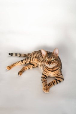 Yeşil gözlü kızıl Bengal kedisi beyaz arka planda yatıyor