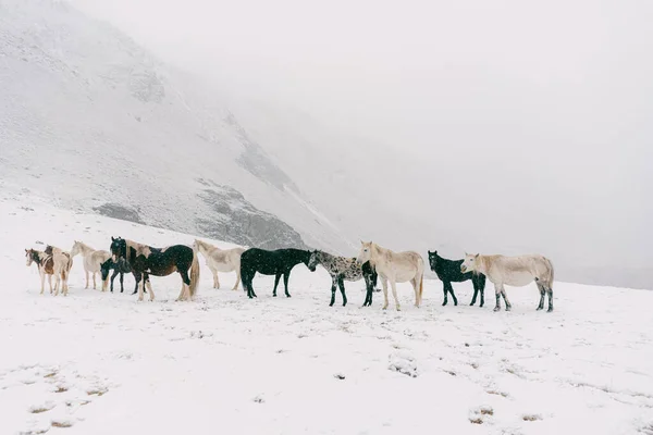 Bir at sürüsü sonbaharda otlar.