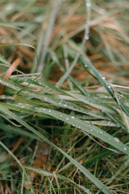 Çiyli yeşil çimlere yakın