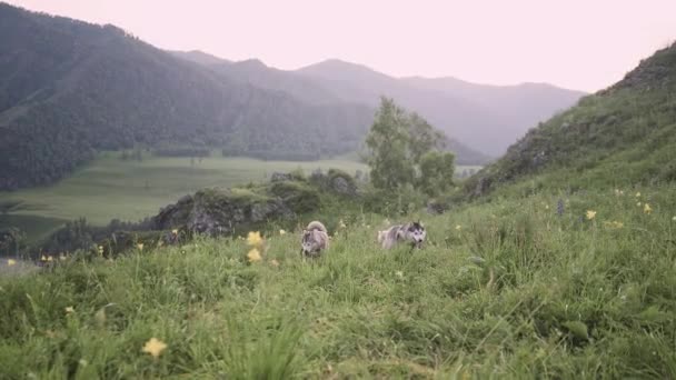 阿尔泰黄昏时分 两只哈士奇狗正沿着山顶散步 — 图库视频影像