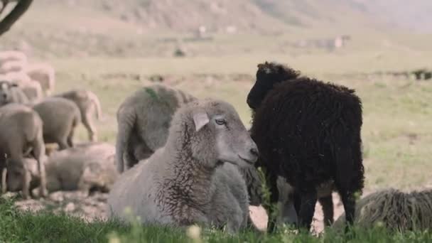 Troupeau Moutons Dans Les Champs Sur Fond Des Montagnes Altaï — Video