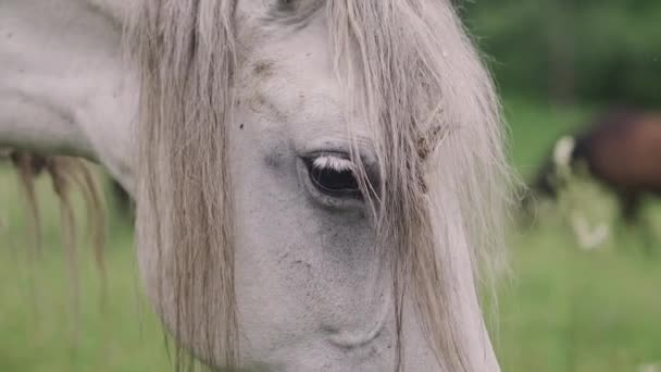 Närbild Nosen Grå Häst Med Lugg Altai — Stockvideo