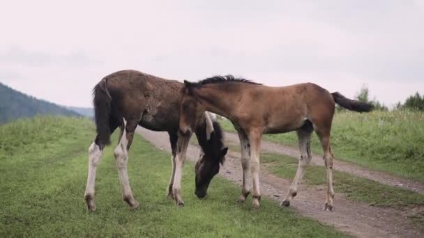 Zwei Fohlen Reiben Sich Auf Einer Grünen Wiese Altai Aneinander — Stockvideo