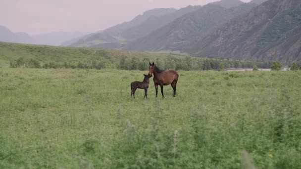 Annemle Yeşil Bir Tarlada Altai Deki Dağların Arka Planına Karşı — Stok video