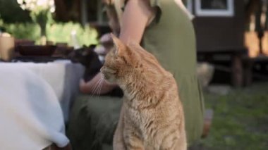 Masanın yanındaki bankta oturan Kızıl Kedi Kurilian kısa kuyruğu.