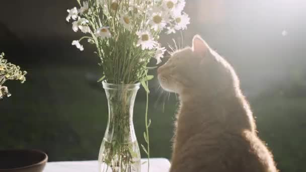 Ginger Gato Senta Lado Buquê Flores Vaso Sol — Vídeo de Stock