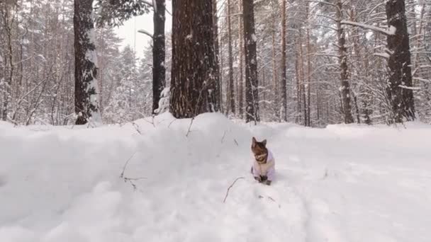Ginger Bengal Cat Clothes Walks Snow Winter Coniferous Forest — Stock Video