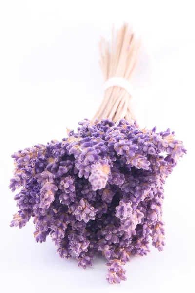 izole lavanta çiçekleri