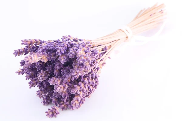 izole lavanta çiçekleri