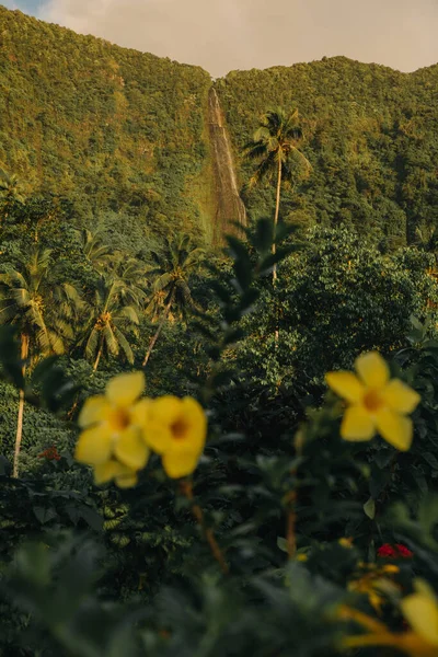 Sabah manzaralı şelale önplanda çiçekler, Upolu, Samoa