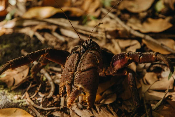 Hindistan cevizi yengeci, sahil yürüyüşü, Upolu, Samoa