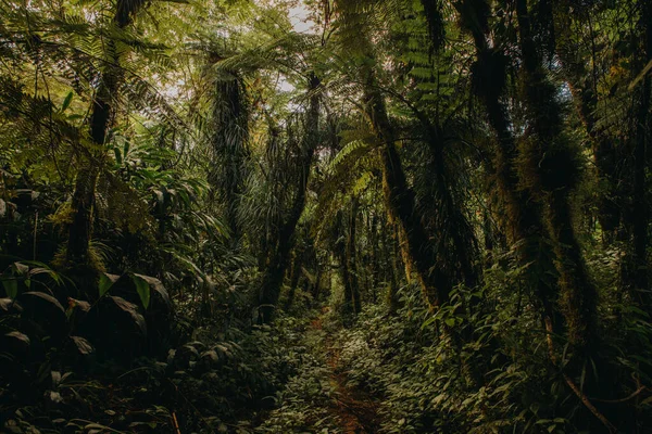 Forêt Luxuriante Sur Chemin Lac Lanuoto Upolu Samoa — Photo