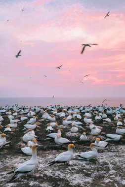 Güneş doğmadan önce sümsük kuşu kolonisi, Pelerin Kaçıranlar, Yeni Zelanda