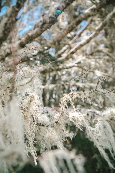 Daldan sarkan liken detayları, Arthur Geçidi, Yeni Zelanda
