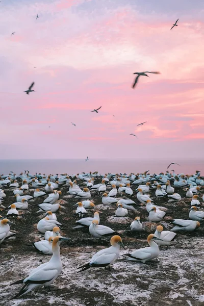 Güneş doğmadan önce sümsük kuşu kolonisi, Pelerin Kaçıranlar, Yeni Zelanda