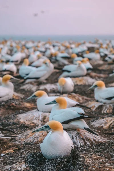 Yuva kuran sümsük kuşları, Pelerin Kaçıranlar, Yeni Zelanda 