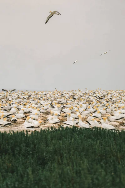Sümsük kuşu kolonisinin dikey fotoğrafı, Cape Kidnappers, Yeni Zelanda