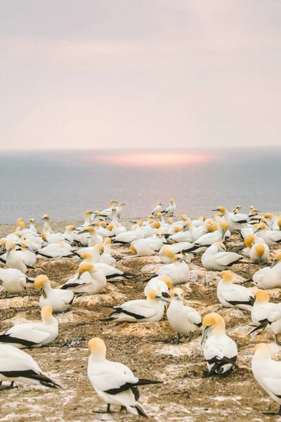 Yükselen güneşli sümsük kuşu kolonisinin dikey fotoğrafı, Cape Kidnappers, Yeni Zelanda