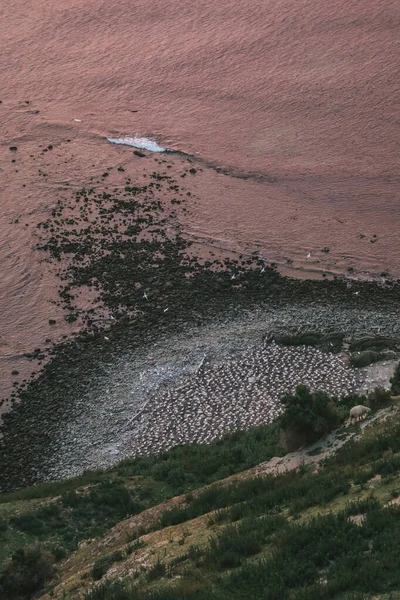 Cape Kaçıranlar 'ın tepesinden güneş doğmadan önce sümsük kuşu kolonisine, Cape Kaçıranlar, Yeni Zelanda