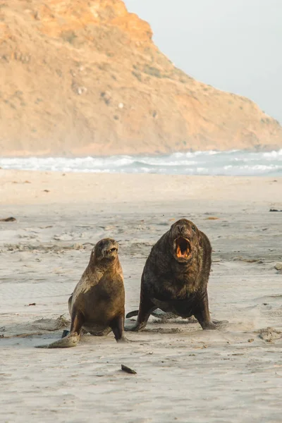 Dos Marineros Playa Otago Penninsula Dunedin Nueva Zelanda — Foto de Stock