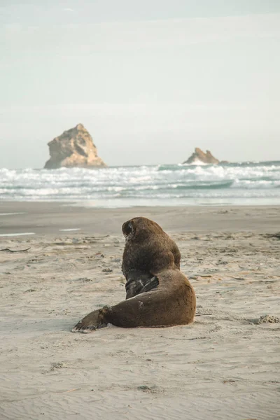 Otago Penninsula, Dunedin, Yeni Zelanda 'da bir plajda fok balığı pozu vermek.