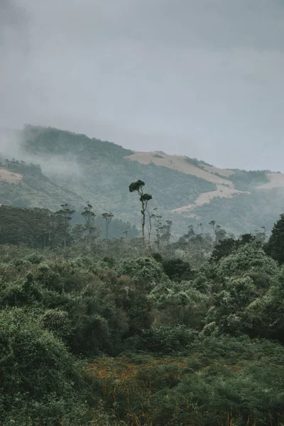 Arka planda tepe olan yalnız ağaç, Güney Adası 'nın doğu kıyıları, Yeni Zelanda