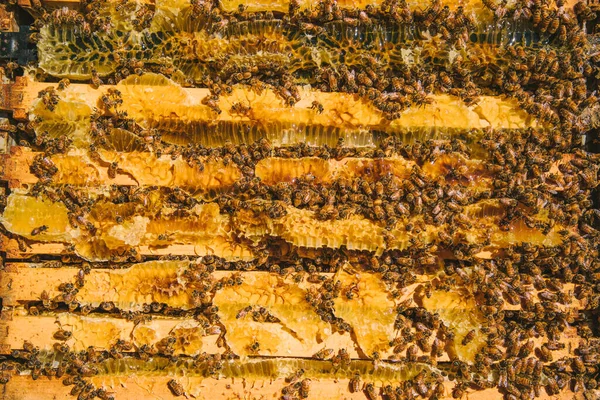 Açık arı kovanının, Fiordland 'ın, Yeni Zelanda' nın detayları