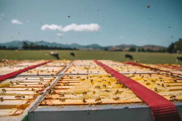 Fiordland, Yeni Zelanda 'ya giden yolda arı kovanları var.