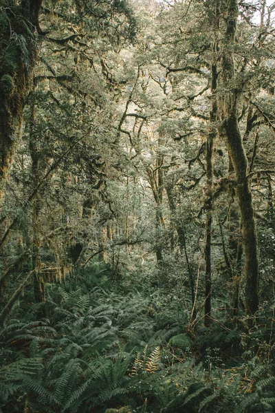 Forêt Tropicale Luxuriante Sur Chemin Milford Sound Fiordland Nouvelle Zélande — Photo