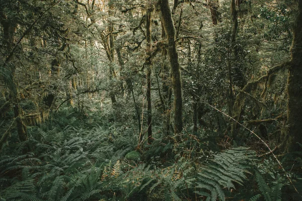 Forêt Tropicale Luxuriante Sur Chemin Milford Sound Fiordland Nouvelle Zélande — Photo