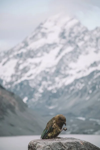 Kea papağanı arka planda Cook Dağı Ulusal Parkı, Yeni Zelanda 'da çalıntı fıstık yiyor.