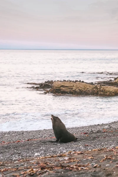 Plajda deniz aslanı, Yeni Zelanda
