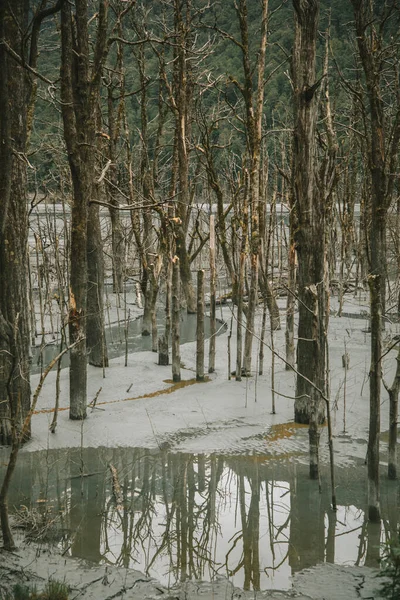 Toprak kayması, Rees-Dart Treni, Yeni Zelanda 'dan sonraki ölü ormanların detayları 