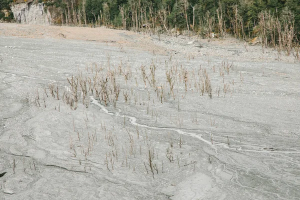 Heyelan sonrası ölü orman, Rees-Dart Treni, Yeni Zelanda 