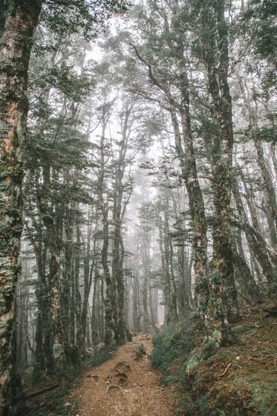 Yağmurlu günlerde sisli Forrest, Nelson Lakes Ulusal Parkı, Yeni Zelanda