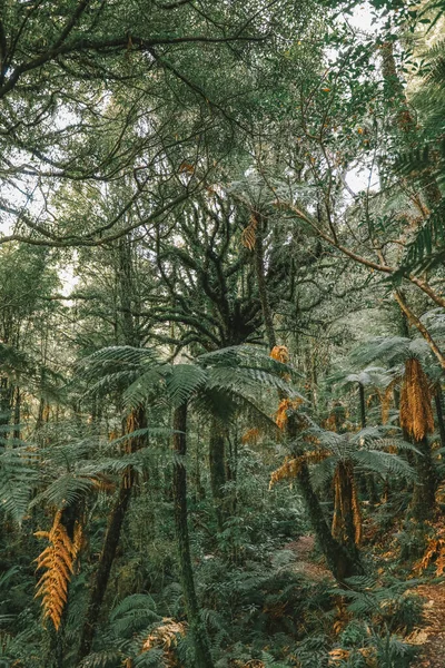 Forêt Tropicale Luxuriante Autour Tongariro Nouvelle Zélande — Photo