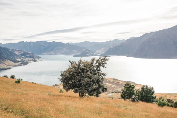 ニュージーランドのワナカ地域 イーストムズピークから降りる途中の美しい木 — ストック写真